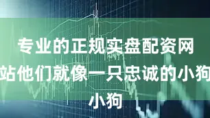 专业的正规实盘配资网站他们就像一只忠诚的小狗